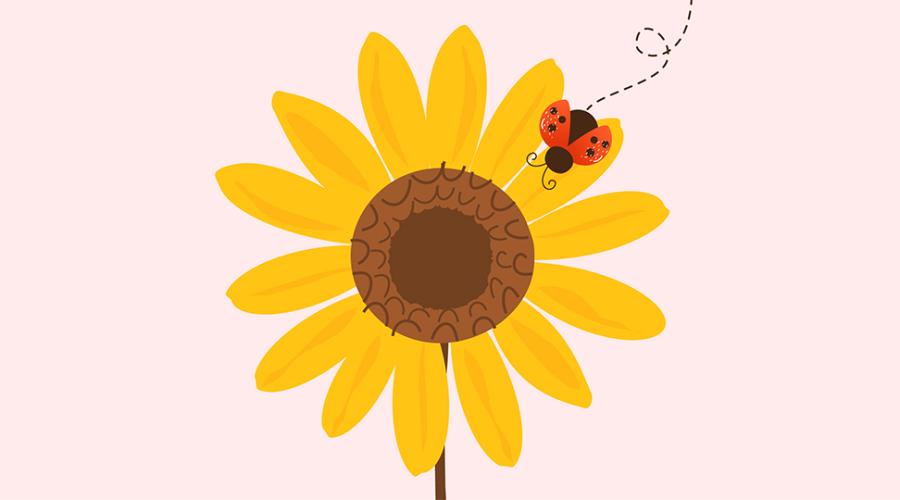 Illustration av solros och nyckelpiga.