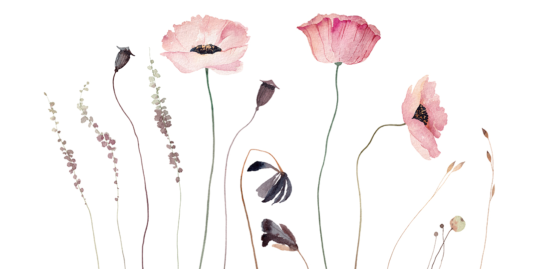 Vallmoblommor och frökapslar i en sirlig illustration.