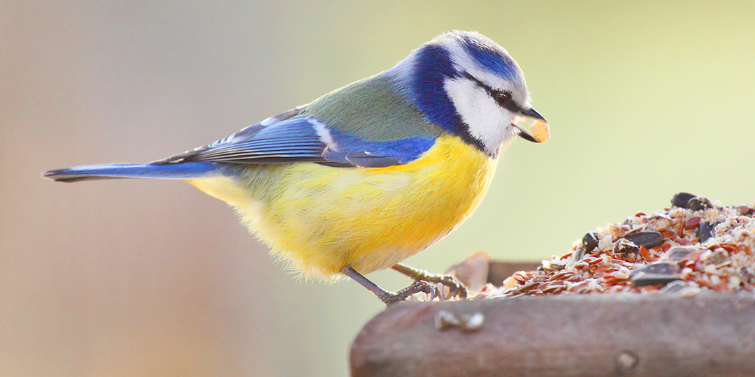 Blåmes äter från fågelbord.