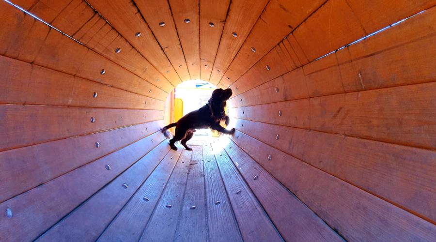 Narkotikahund som söker på förskolegård.